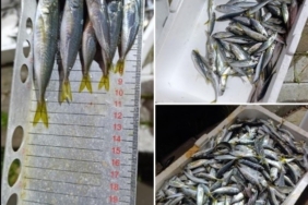 Küçük boyda avlanan balıklara el konuldu