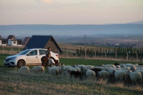 Küçük kız baba mesleği çobanlığı devam ettiriyor: Eşeğinin üzerinde koyunlarını güdüyor