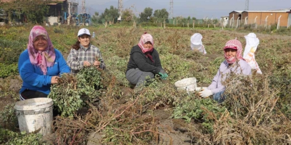 Kuraklığın rekolteyi etkilediği yer fıstığında hasat başladı