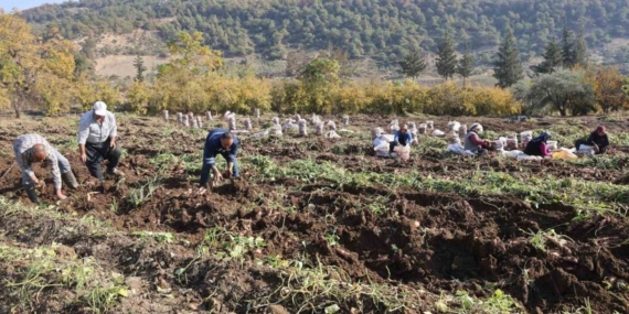 Kuraklık nedeniyle verimin yarı yarıya düştüğü tatlı patateste son hasat yapıldı