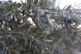 Kuraklık zeytin hasadında yağ verimini olumsuz etkiledi