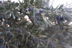 Kuraklık zeytin hasadında yağ verimini olumsuz etkiledi