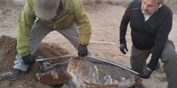 Kuşadası’nda son bir haftada 3 deniz kaplumbağası ölü bulundu