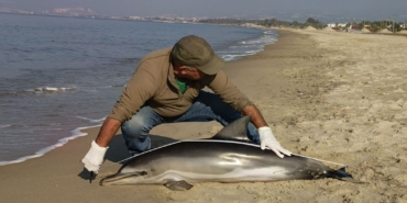 Kuşadası’nda yunus balığı karaya vurdu