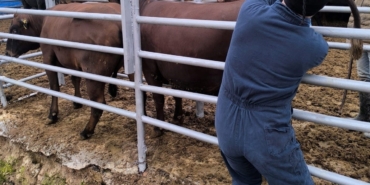 Kütahya’ya Brezilya’dan gelen ithal gebe düveler sağlık kontrolünden geçirildi