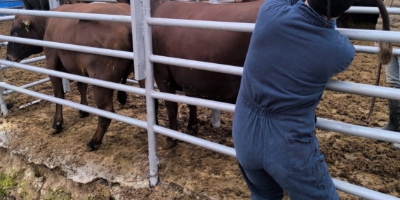 Kütahya’ya Brezilya’dan gelen ithal gebe düveler sağlık kontrolünden geçirildi