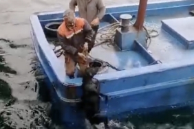 Lapseki’de iskelede denize düşerek sürüklenen köpeğin yardımına balıkçılar yetişti