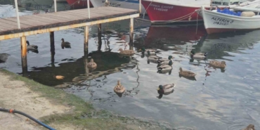 Limanın maskotu ördekler