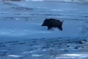 Mahalleye yakın bir noktada domuz görüldü