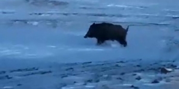 Mahalleye yakın bir noktada domuz görüldü