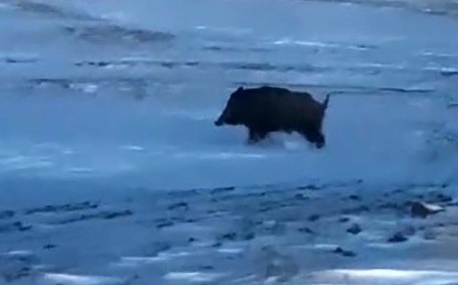Mahalleye yakın bir noktada domuz görüldü