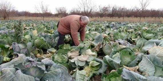 Malatya’da çiftçiler alternatif ürünlerle zararlarını telefi ediyor