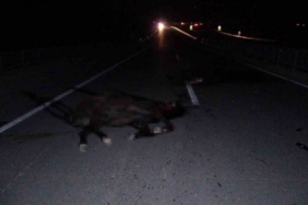 Malatya’da feci olay: Milyonluk taylar karayolunda telef oldu