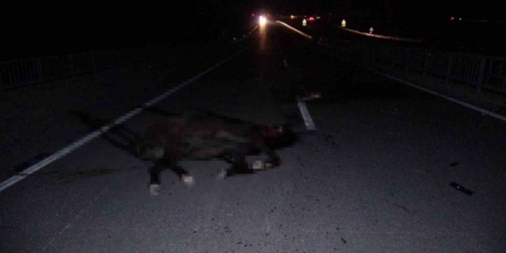 Malatya’da feci olay: Milyonluk taylar karayolunda telef oldu