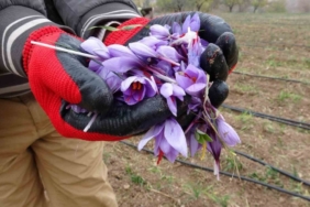 Malatya’da gramı 600 TL olan safran yok satıyor