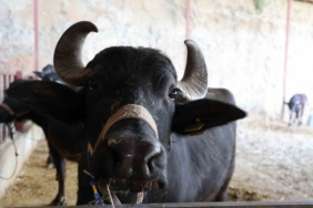 Mandadan gelen altın lezzet