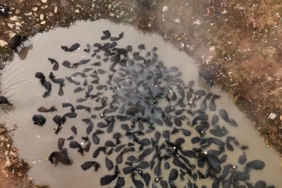 Mandaların kaplıca keyfi havadan görüntülendi