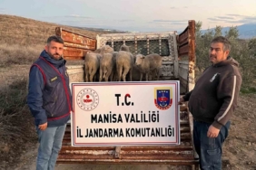 Manisa’da çalınan koyunlar, jandarma tarafından bulundu