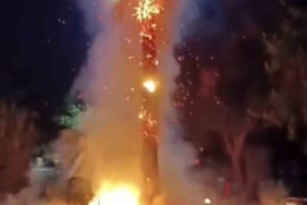 Mardin’de 15 yıllık palmiye ağacını ateşe verdiler