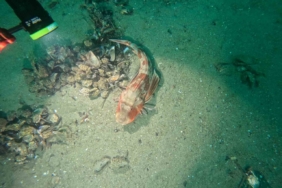 Marmara Denizi’nin ekolojik yapısı mercek altında