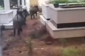 Marmaris’te domuz istilası sürüyor: "Yeni adres mezarlıklar"