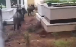 Marmaris’te domuz istilası sürüyor: "Yeni adres mezarlıklar"