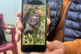 Merhametli çiftçi, yılların emeğine kemirerek zarar veren tavşanları "Bunlar şimdi hazırlanıyor, Doğan’ın fidanını nasıl yiyeceğim diye düşünüyor" diyerek elleriyle yakaladı