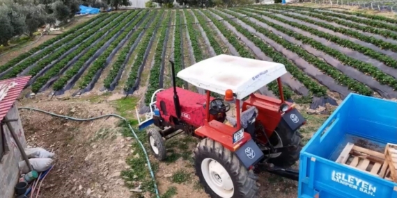 Mersin’de çilekte kış hasadı: Bahçede kilogramı 130 TL