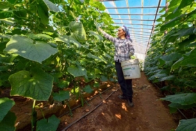 Mersin’de hıyar fidesi desteği Aydıncık’ta hasada dönüştü