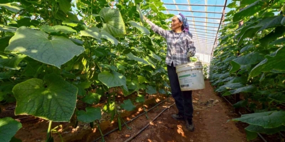 Mersin’de hıyar fidesi desteği Aydıncık’ta hasada dönüştü