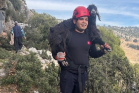 Mersin’de kayalıklarda mahsur kalan 2 keçi itfaiye ekiplerince kurtarıldı