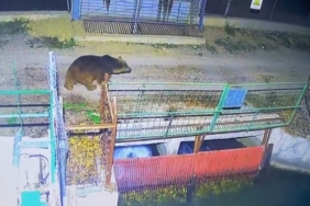 Mevsim normalleri değişti, ayılar hâlâ uyanık