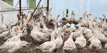 Meyve bahçelerinde yabani otla mücadelede kazlar sahaya indi