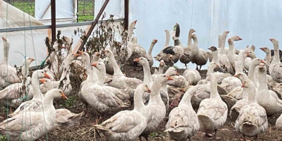 Meyve bahçelerinde yabani otla mücadelede kazlar sahaya indi