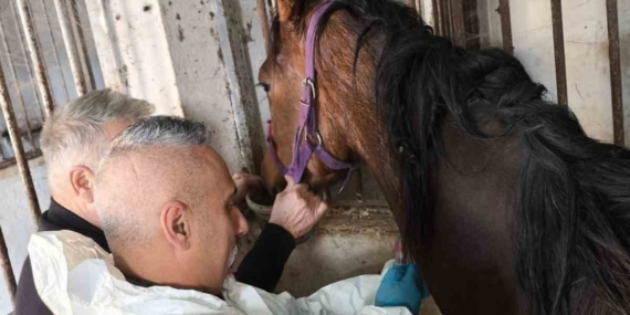 Milyonluk safkan İngiliz atına sağlık taraması