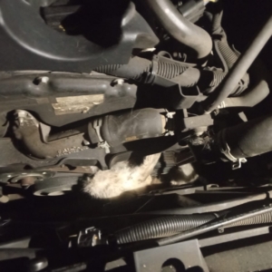 Minibüsün motoruna sıkışan kedi kurtarıldı