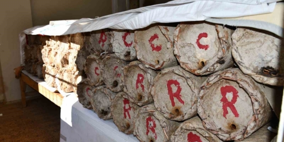 Misafir odasını bal arılarına ayırdı