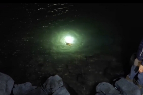 Misina ve ipe dolanan caretta carettanın yardımına vatandaşlar yetişti