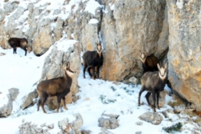 Munzur’un beyaz zirvesinde şamualar görüntülendi