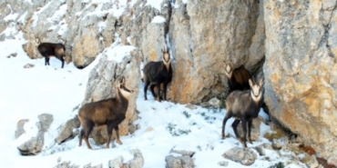 Munzur’un beyaz zirvesinde şamualar görüntülendi