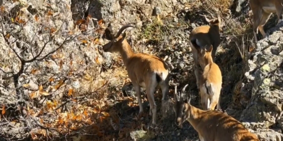 Munzur’un sarp kayalıklarında yaban keçileri