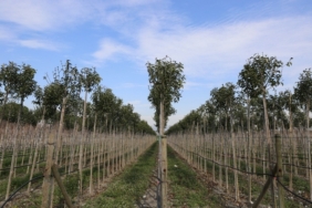 Muradiye Fidanlığı geleceğe nefes olmaya devam ediyor