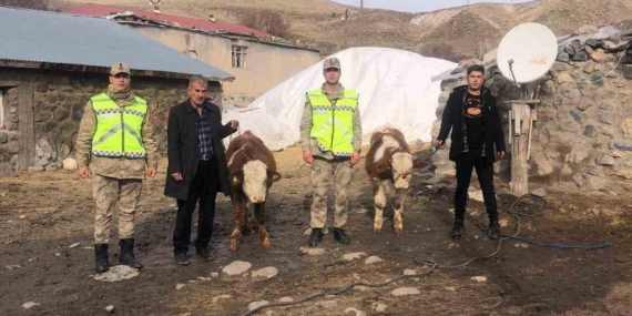Muş’ta çalınan 2 büyükbaş hayvan bulundu