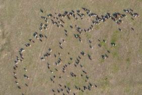 Muş’ta kar yağmayınca yem giderleri azaldı