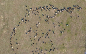 Muş’ta kar yağmayınca yem giderleri azaldı