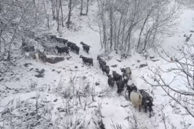 Muş’un yüksek rakımlı köylerde kar etkili oldu, besiciler zor anlar yaşadı