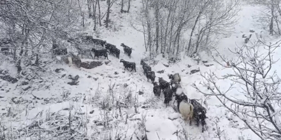 Muş’un yüksek rakımlı köylerde kar etkili oldu, besiciler zor anlar yaşadı