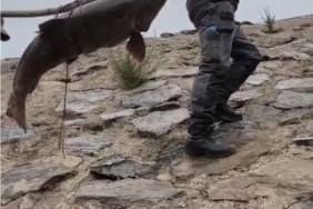 Nehirde yakalanan 60 kiloluk dev turna balığını, çam sırığına bağlayıp taşıdılar