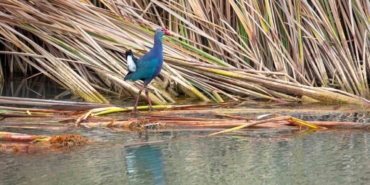 Nesli tehlikedeki ’saz horozu’ Göksu Deltası’nda görüntülendi
