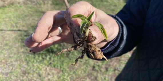 Nesli tükenme tehlikesi altında olan salep Eskişehir’de yeniden hayat buluyor